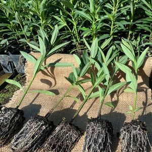 swanplant seedlings-300x300